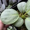 Homalomena sp. 銀鮫  Aceh sumatera Rec114 F1 - 画像 (4)