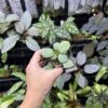 Homalomena sp. 銀鮫  Aceh sumatera Rec114 F1 - 画像 (3)