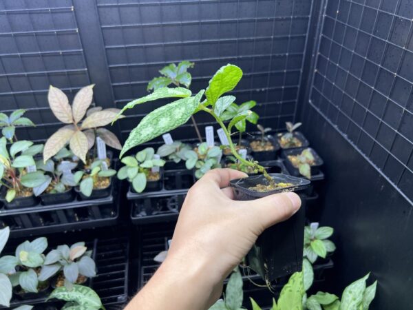 No Roots Elatostema sp. Surat Thani Thailand - 画像 (3)