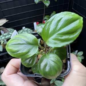 Homalomena cf. humilis Rec133