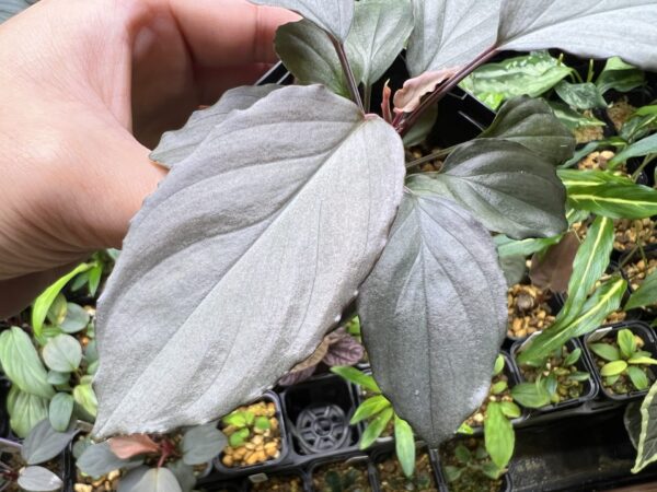 Homalomena cf. humilis  Rec132 - 画像 (4)