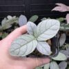 Acanthaceae gen. Sanggau Kal. barat