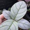 Acanthaceae gen. Sanggau Kal. barat - 画像 (2)
