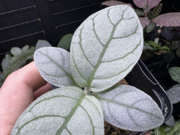 Acanthaceae gen. Sanggau Kal. barat - 画像 (2)