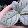 Acanthaceae gen. Sanggau Kal. barat - 画像 (4)