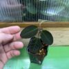 Labisia sp. Riau sumatara