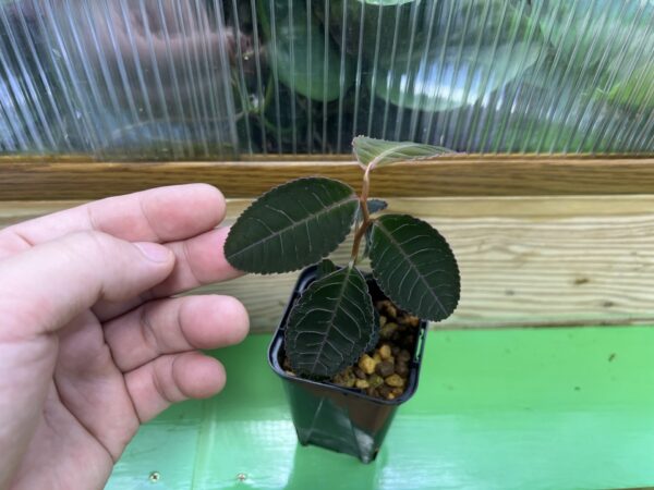 Labisia sp. Riau sumatara