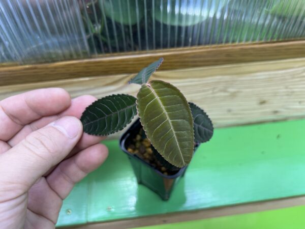 Labisia sp. Riau sumatara - 画像 (2)