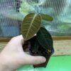 Labisia sp. Riau sumatara - 画像 (4)