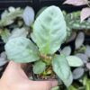 Schismatoglottis sp. Aceh sumatera - 画像 (2)