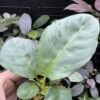 Schismatoglottis sp. Aceh sumatera - 画像 (5)