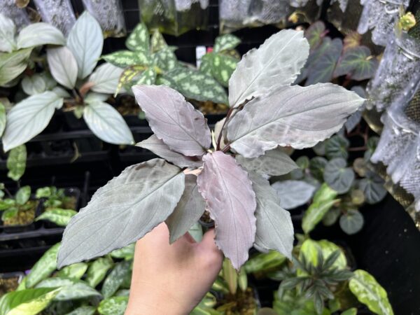 Homalomena sp. Platinum Velvet　Kepulauan Riau