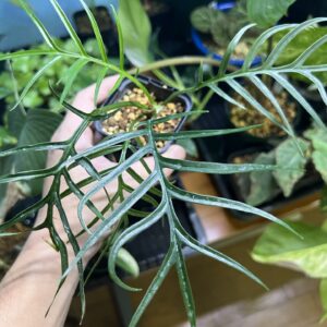 Philodendron tortum