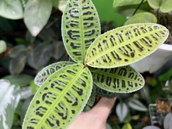 Emblemantha urnulata  Riau sumatara (Labisia sp.) - 画像 (2)