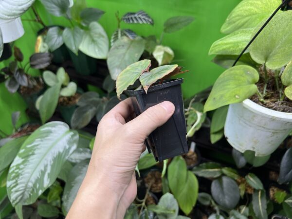 Begonia sp. Tatau - 画像 (3)