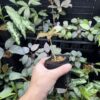 Amorphophallus sparsiflorus Bukit Larut TK130717 - 画像 (3)