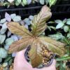 Amorphophallus sparsiflorus Bukit Larut TK130717
