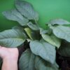 Schismatoglottis sp. Aceh sumatera