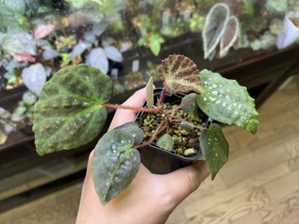 Begonia sp. Cao Bang  YH200919-A