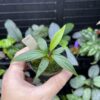 Homalomena plicata Aceh sumatera - 画像 (3)