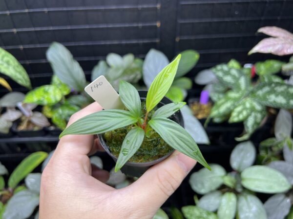 Homalomena plicata Aceh sumatera - 画像 (3)
