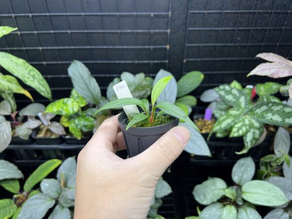 Homalomena plicata Aceh sumatera - 画像 (4)