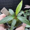 Homalomena plicata Aceh sumatera