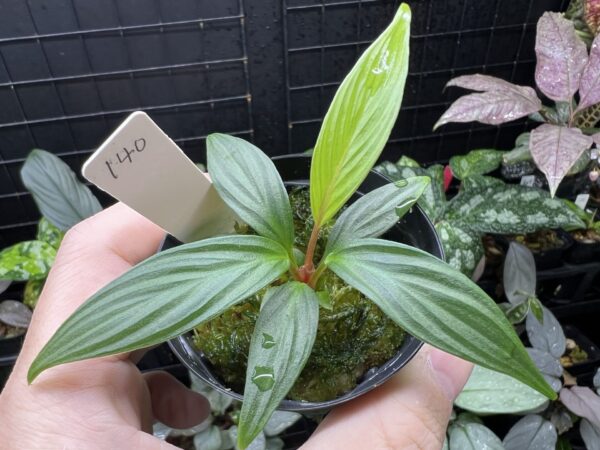 Homalomena plicata Aceh sumatera