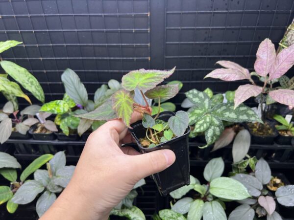 Begonia sp. Sumatra Utara - 画像 (2)