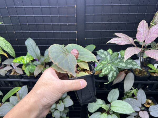 Begonia sp. Tatau - 画像 (3)