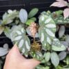 Begonia sp. Lahad Datu Large white spot