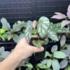 Begonia sp. Lahad Datu Large white spot - 画像 (2)