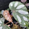 Begonia sp. Lahad Datu Large white spot - 画像 (3)
