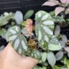 Begonia sp. Lahad Datu Large white spot - 画像 (4)
