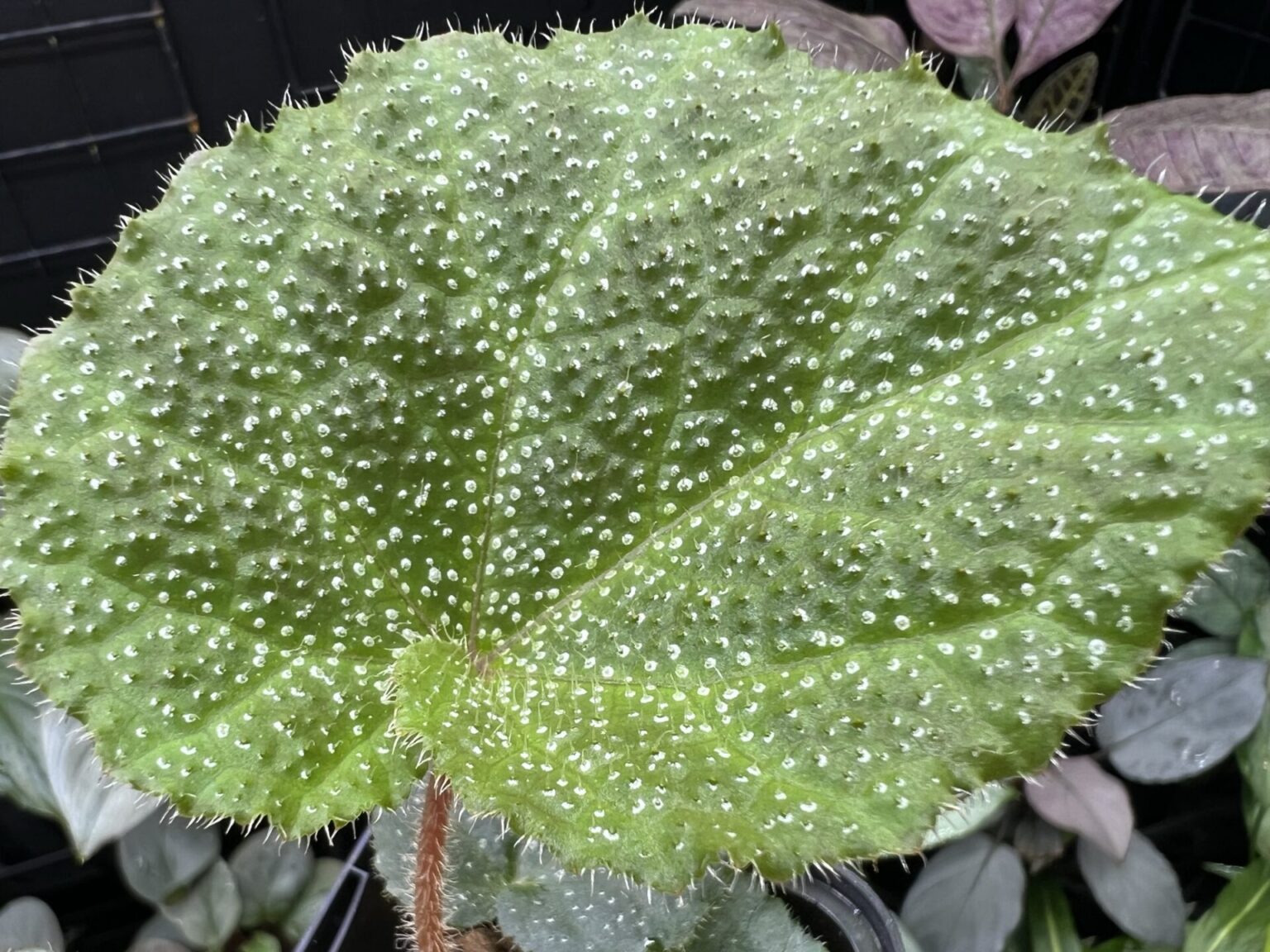 Begonia ningmingensis KZT PLANTS STORE