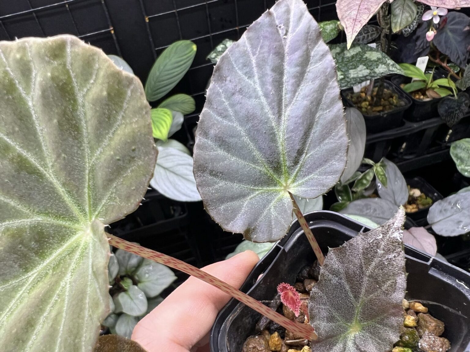 Begonia burkillii dark form KZT PLANTS STORE