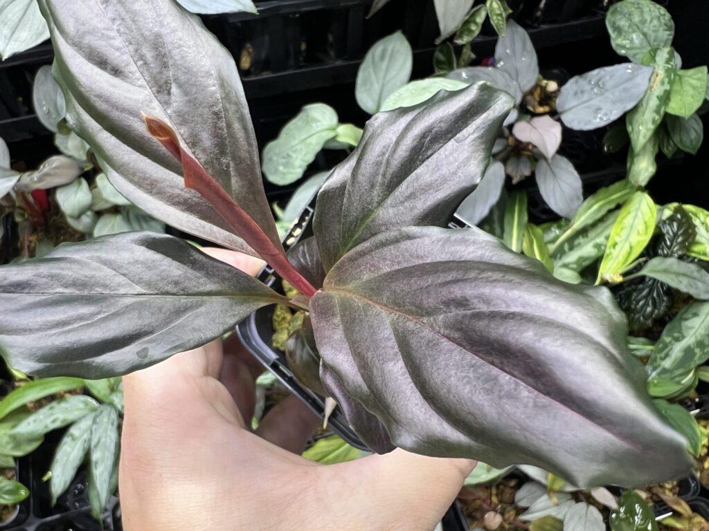 Rhodospatha sp. Red metallic KZT PLANTS STORE