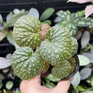 Begonia ocellata Pink spots on round leaves
