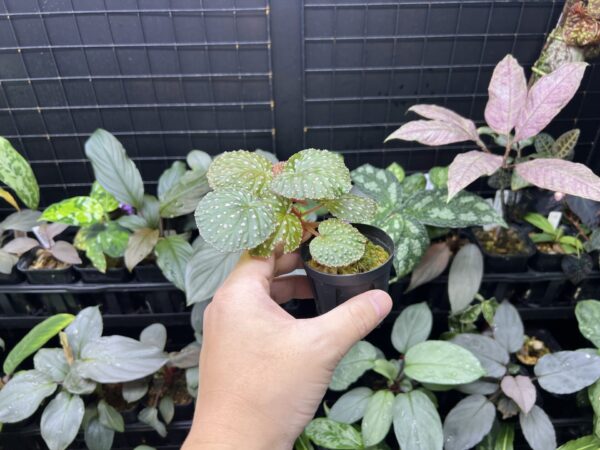 Begonia ocellata Pink spots on round leaves - 画像 (2)