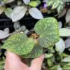 Begonia sp. West Java　Blue gradation - 画像 (5)