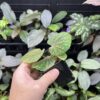 Begonia sp. West Java　Blue gradation - 画像 (3)