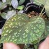 Begonia sp. West Java　Blue gradation - 画像 (2)