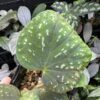 Begonia sp. West Java　Blue gradation - 画像 (4)