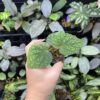 Begonia sp. West Java　Blue gradation - 画像 (6)