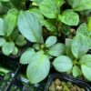 HOMALOMENA HYBRID F1 Rec103 - 画像 (2)