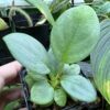 HOMALOMENA HYBRID F1 Rec103