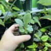 HOMALOMENA HYBRID F1 Rec103 - 画像 (3)