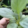 HOMALOMENA HYBRID F1 Rec103 - 画像 (4)