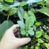 HOMALOMENA HYBRID F1 Rec103 - 画像 (5)