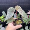 Begonia sp. Sabah